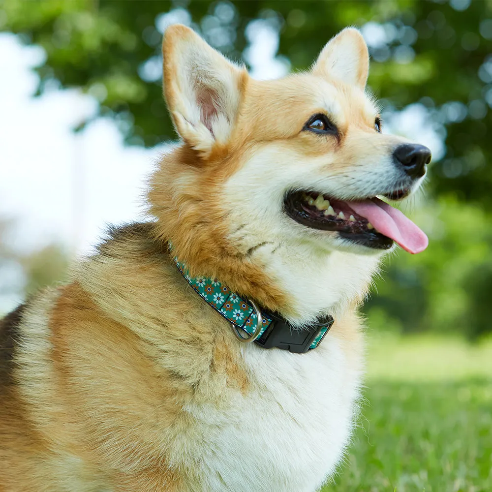 Dotlan - Dog Collar