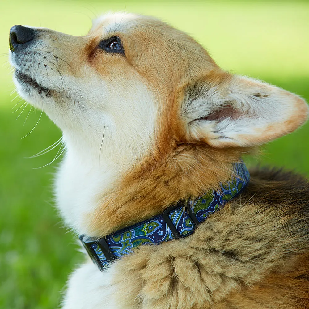 Manderston - Dog Collar